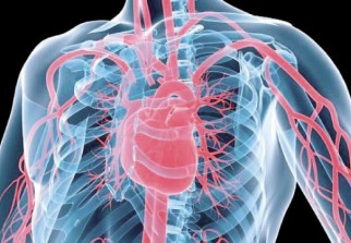 les pathologies cardiaques les pathologies cardiaques